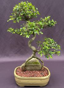 Chinese Elm Bonsai Tree<br>Curved Trunk & Root Over Rock Style<br><i>(ulmus parvifolia)</i>