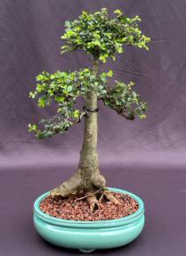 Chinese Elm Bonsai Tree<br><i>(ulmus parvifolia)</i>