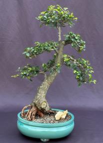 Chinese Elm Bonsai Tree<br>Tiered Branching Style<br><i>(ulmus parvifolia)</i>