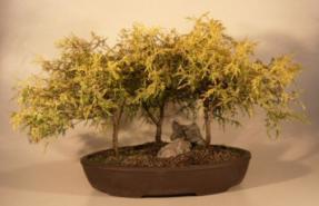 Gold Thread Cypress<br><i>(chamaecyparis pisifera 'aura nana')</i>