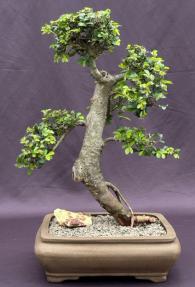 Chinese Elm Bonsai Tree<br>Tiered Branching Style<br><i>(ulmus parvifolia)</i>