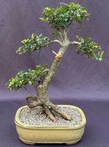 Chinese Elm Bonsai Tree<br>Exposed Roots & Tiered Branching<br><i>(ulmus parvifolia)</i>
