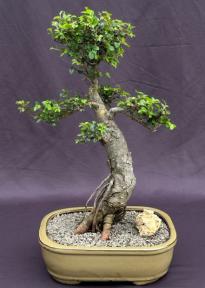 Chinese Elm Bonsai Tree<br>Tiered Branching Style<br><i>(ulmus parvifolia)</i>