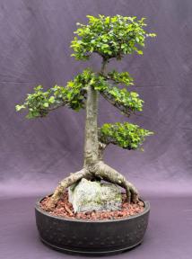 Chinese Elm Bonsai Tree<br>Tiered Branching & Root Over Rock Style<br><i>(ulmus parvifolia)</i>
