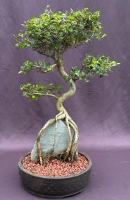 Chinese Elm Bonsai Tree<br>Curved Trunk & Root Over Rock Style<br><i>(ulmus parvifolia)</i>