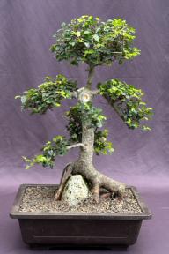 Chinese Elm Bonsai Tree<br>Tiered Branching & Root Over Rock Style<br><i>(ulmus parvifolia)</i>