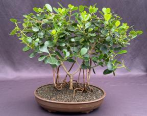 Flowering Tropical Dwarf Apple Bonsai Tree<br>Banyan Style<br><i>(clusia rosea 'nana')</i>