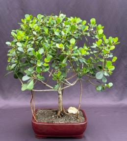 Flowering Tropical Dwarf Apple Bonsai Tree<br>Banyan Style<br><i>(clusia rosea 'nana')</i>