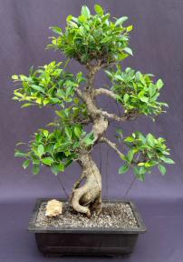 Ficus Retusa Bonsai Tree<br>Curved Trunk & Tired Branching<br><i>(ficus retusa)</i>