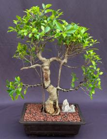 Ficus Retusa Bonsai Tree<br>Curved Trunk & Tired Branching<br><i>(ficus retusa)</i>