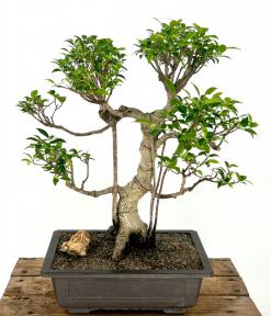 Ficus Retusa Bonsai Tree<br>Curved Trunk & Tired Branching<br><i>(ficus retusa)</i>