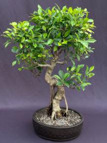 Ficus Retusa Bonsai Tree<br>Curved Trunk & Tired Branching<br><i>(ficus retusa)</i>