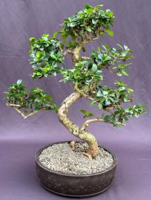 Flowering Fukien Tea Bonsai Tree<br>Curved Trunk & Tiered Branching<br><i>(ehretia microphylla)</i>