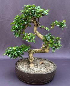 Flowering Fukien Tea Bonsai Tree<br>Curved Trunk & Tiered Branching<br><i>(ehretia microphylla)</i>