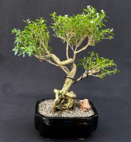 Chinese Flowering White Serissa<br> Bonsai Tree of a Thousand Stars <br>Exposed Roots<br>(serissa japonica)</i>