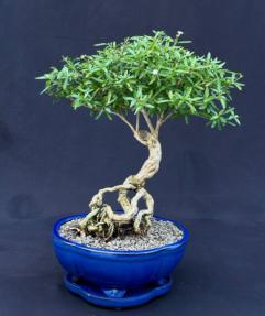 Chinese Flowering White Serissa<br> Bonsai Tree of a Thousand Stars <br>Exposed Roots<br>(serissa japonica)</i>