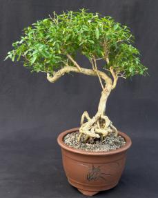 Chinese Flowering White Serissa<br> Bonsai Tree of a Thousand Stars <br>Exposed Roots<br>(serissa japonica)</i>