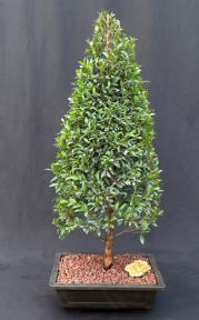 Flowering Brush Cherry Bonsai Tree - Christmas Tree Style<br> (eugenia myrtifolia)