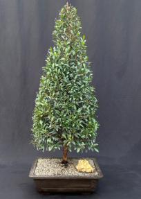 Flowering Brush Cherry Bonsai Tree - Christmas Tree Style<br> (eugenia myrtifolia)