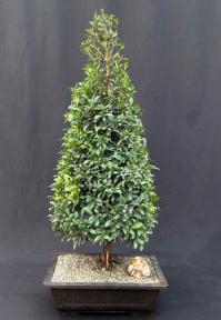 Flowering Brush Cherry Bonsai Tree - Christmas Tree Style<br> (eugenia myrtifolia)