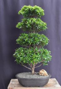 Flowering Brush Cherry Bonsai Tree - Christmas Tree Style<br> (eugenia myrtifolia)