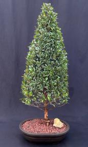 Flowering Brush Cherry Bonsai Tree - Christmas Tree Style<br> (eugenia myrtifolia)