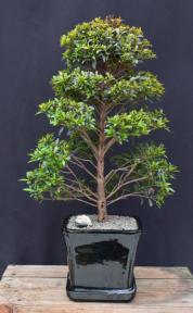 Flowering Brush Cherry Bonsai Tree - Christmas Tree Style<br> (eugenia myrtifolia)