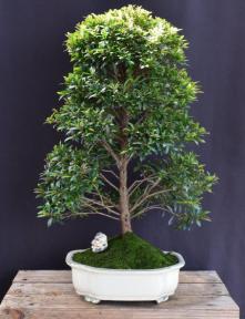 Trained Flowering Brush Cherry Bonsai Tree<br> (eugenia myrtifolia)