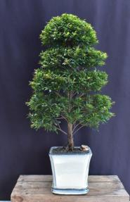 Trained Flowering Brush Cherry Bonsai Tree<br> (eugenia myrtifolia)