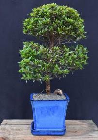 Flowering Brush Cherry Bonsai Tree - Christmas Tree Style<br> (eugenia myrtifolia)