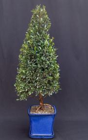 Flowering Brush Cherry Bonsai Tree - Christmas Tree Style<br> (eugenia myrtifolia)