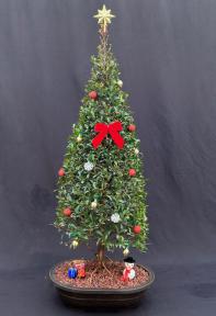 Flowering Brush Cherry Bonsai Tree - Christmas Tree Style With Holiday Decorations<br> (eugenia myrtifolia)