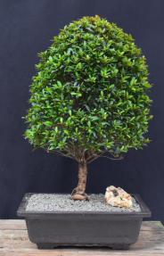 Flowering Brush Cherry Bonsai Tree<br> (eugenia myrtifolia)