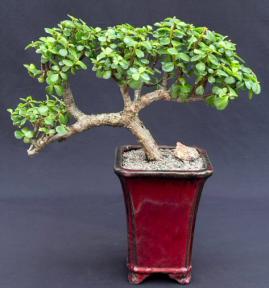 Baby Jade Bonsai Tree<br>Cascade Style<br><i>(Portulacaria Afra)</i>