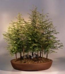 Dawn Redwood Bonsai Tree<br><i>(metasequoia glyptostrobides)</i>