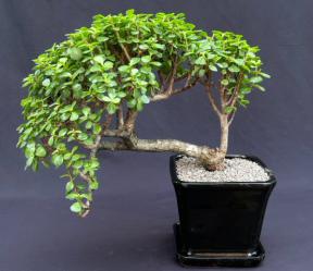 Baby Jade Bonsai Tree<br>Cascade Style<br><i>(Portulacaria Afra)</i>