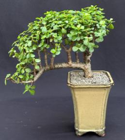 Baby Jade Bonsai Tree<br>Cascade Style<br><i>(Portulacaria Afra)</i>