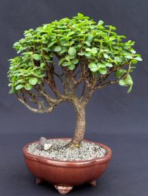 Baby Jade Bonsai Tree<br><i>(Portulacaria Afra)</i>