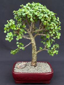 Baby Jade Bonsai Tree<br><i>(Portulacaria Afra)</i>