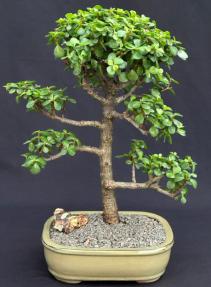 Baby Jade Bonsai Tree<br><i>(Portulacaria Afra)</i>