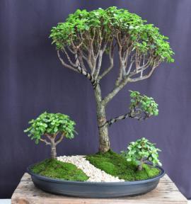 Baby Jade Bonsai Tree<br><i>(Portulacaria Afra)</i>