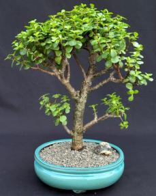 Baby Jade Bonsai Tree<br><i>(Portulacaria Afra)</i>