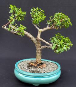Baby Jade Bonsai Tree<br>(