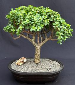 Baby Jade Bonsai Tree<br><i>(Portulacaria Afra)</i>