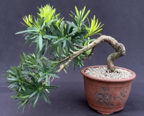 Flowering Podocarpus Bonsai Tree <br>Cascade Style<br><i>(podocarpus macrophyllus)</i>