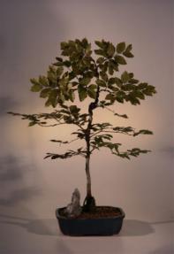 Copper Beech<br><i>(fagus sylvatica 'purpurea')</i>