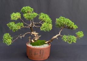 Juniper Bonsai Tree - Trained - Jin and Shari Style<br><i>(juniper procumbens nana)</i>