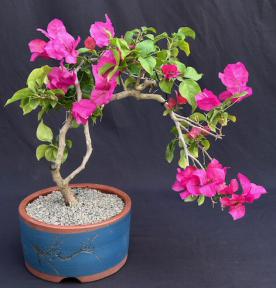 Flowering Bougainvillea Bonsai Tree<br>Cascade Style<br><i>(pink pixie)<i>