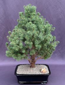 Dwarf Alberta Spruce Bonsai Tree<br><i>(picea glauca conica)</i>