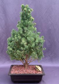 Dwarf Alberta Spruce Bonsai Tree<br><i>(picea glauca conica)</i>